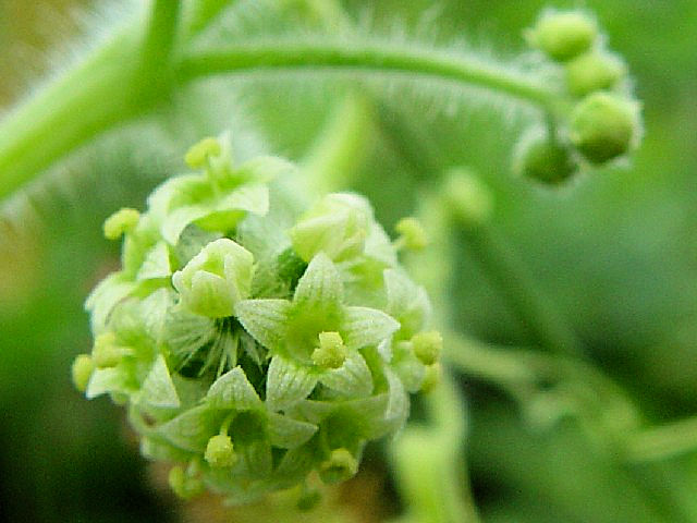 A A`E iԁj@@s@w@2004/09/16@Photo by Kohyuh