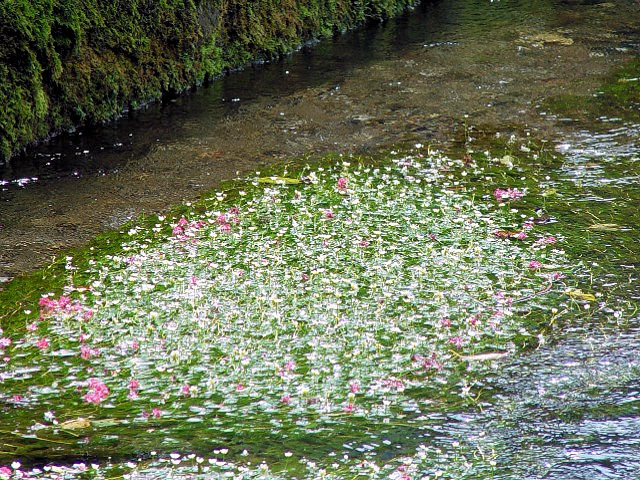 B oCJ@ꌧ@@n@2007/09/02@Photo by Kohyuh