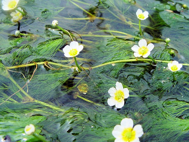 A oCJ@Ԏp@@ꌧ@@n@2007/09/02@Photo by Kohyuh