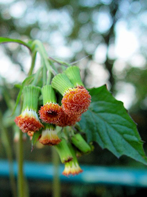 @ xjoi{MN@Ԏp@@s@r@@Photo by Kohyuh@2004/11/20