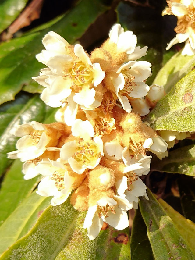 r@ԎpiQ-1j@D@s@2018/12/01@Photo by Kohyuh