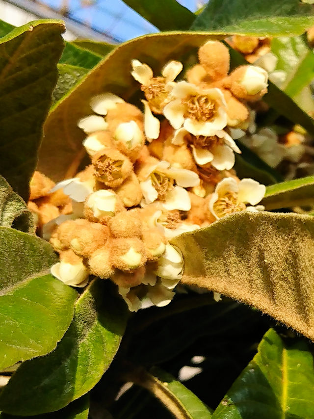 r@ԎpiQ-2j@D@s@2018/12/01@Photo by Kohyuh