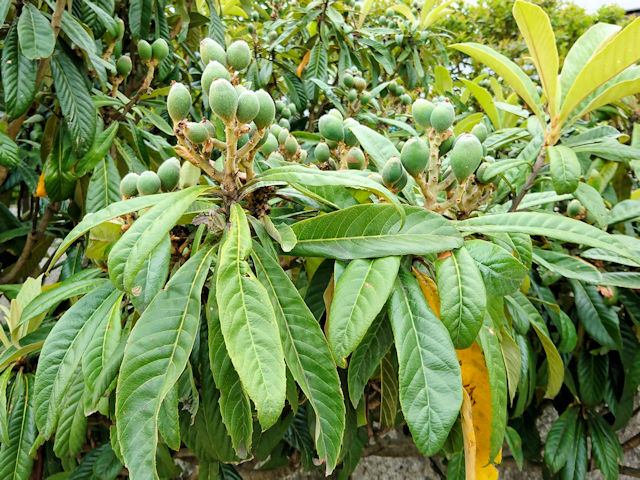 r@pinj@D@s@2018/12/01@Photo by Kohyuh