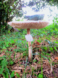 shNc^Pt@ʐ^̓NbNŊg傷