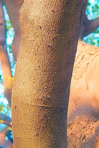 B GmL@p@s@w@Photo by Kohyuh@2007/11/17