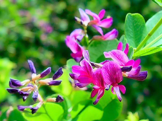 @ }nM@@Fs@zu@2007/08/06@Photo by Kohyuh