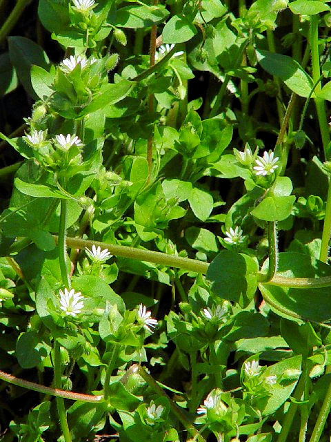 @ nRx@p@s{蒬@nT@@2004/03/28@Photo by Kohyuh