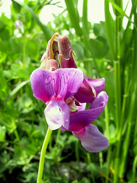 @ n}GhE@Ԏp@s@썶݁@2011/04/21@Photo by Kohyuh