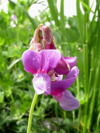 sn}GhEt@ʐ^̓NbNŊg傷