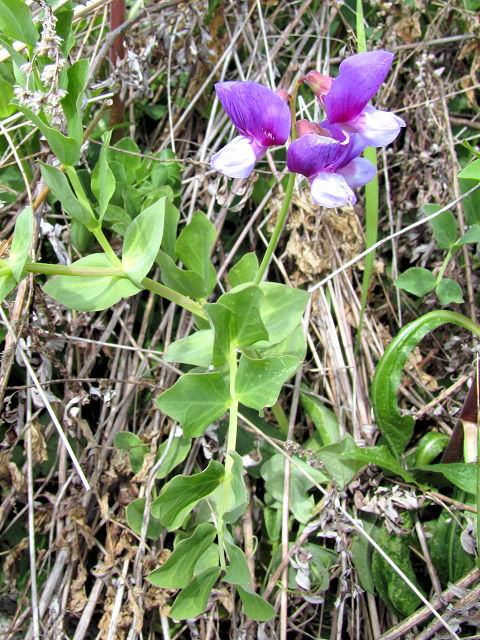 A n}GhE@p@s@썶݁@2011/04/21@Photo by Kohyuh
