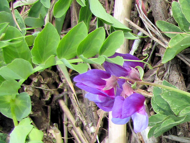 B n}GhE@tp@s@썶݁@2011/04/21@Photo by Kohyuh