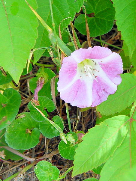 n}qKI@@։s@C̏@2004/06/06@Photo by Kohyuh