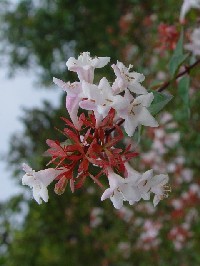 snicNolEcMt@NbNŊg傷