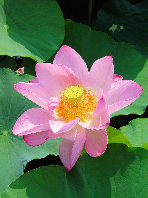 B nX̉ԂQ@ÎsA݂̐X@Photo by Kohyuh@2008/07/21