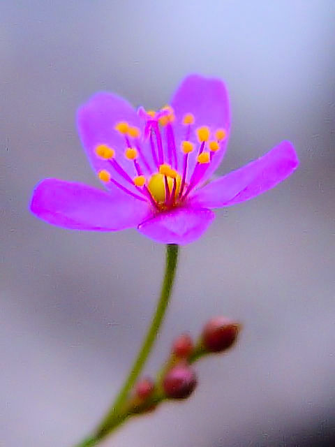 @ n[@Ԏp@@s@jR@2004/09/11@Photo by Kohyuh