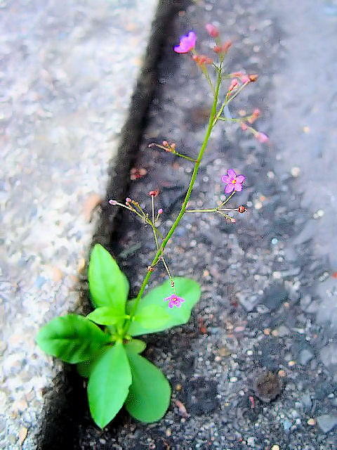 A n[@p@@s@jR@2004/09/11@Photo by Kohyuh