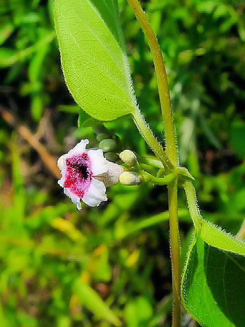 @ փN\JY@Ԏp@@s@킫^@2004/07/23@Photo by Kohyuh