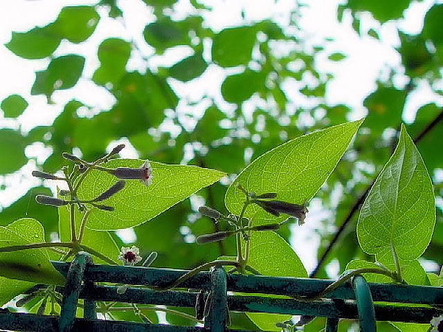 A փN\JY@p@@s@jR@2004/07/18@Photo by Kohyuh