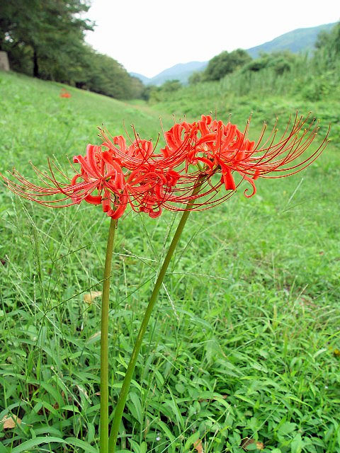 @ qKoi iԉԁj@s@w@2004/09/16@Photo by Kohyuh