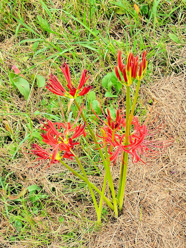  qKoi iS-3j@s@w@2019/09/24@Photo by Kohyuh