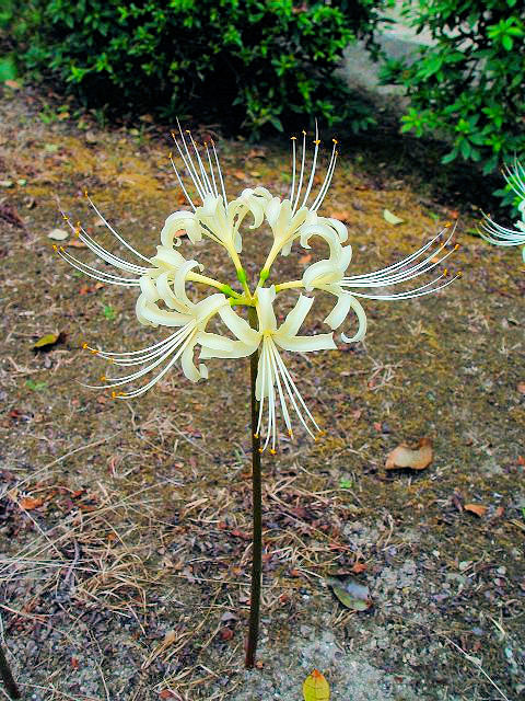 A qKoi iԁj@s@jR@2004/09/16@Photo by Kohyuh