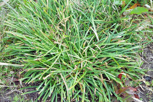 B qKoi itj@s@ؒÐE݁@2004/03/21@Photo by Kohyuh