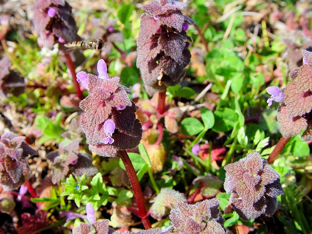 B qIhR\E@Ԏp@s@w@2004/03/19@Photo by Kohyuh