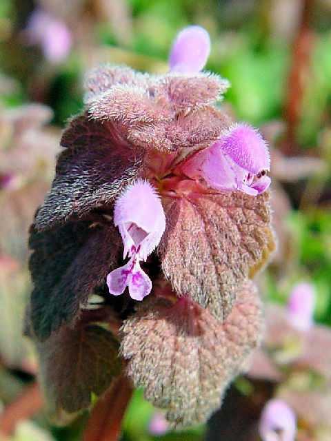 @ qIhR\E@Ԏp@s@w@2004/03/19@Photo by Kohyuh