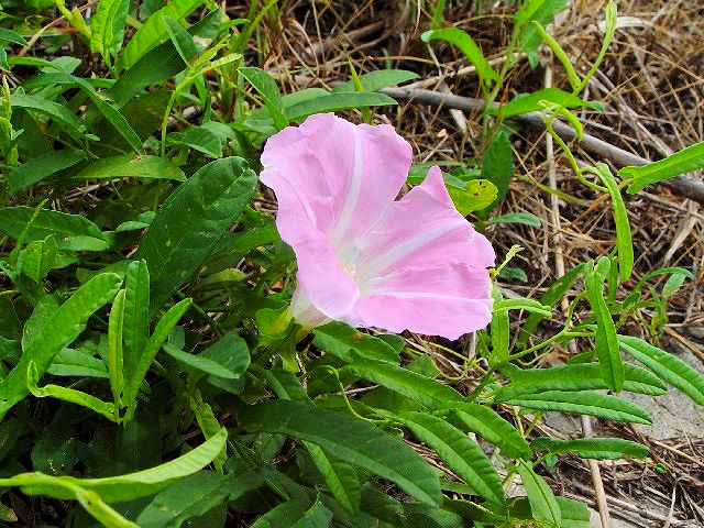 qKI@@s@ؒÐ@2007/08/25@Photo by Kohyuh