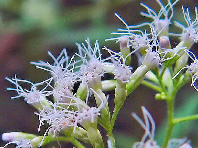 @ qhoi iԎpj@ؒÐs@ڗߍx@2004/09/19@Photo by Kohyuh