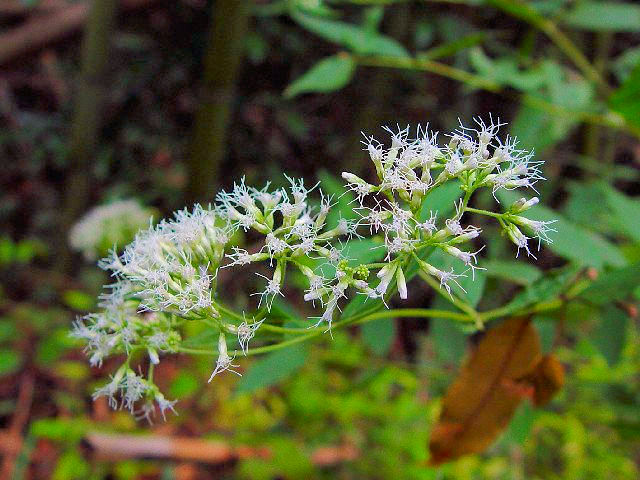 A qhoi iԎpj@@ؒÐs@ڗߍx@2004/09/19@Photo by Kohyuh