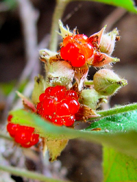 @ tC`S@p@@ꌧߍ]s@iߍx@2004/11/07@Photo by Kohyuh