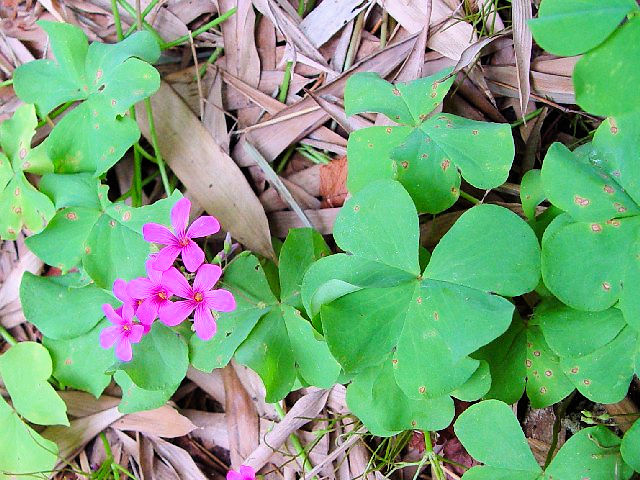 A CJ^o~@p@s@ԓ@2004/06/27@Photo by Kohyuh