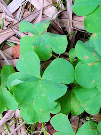 《イモカタバミ葉姿》　写真はクリックで拡大する