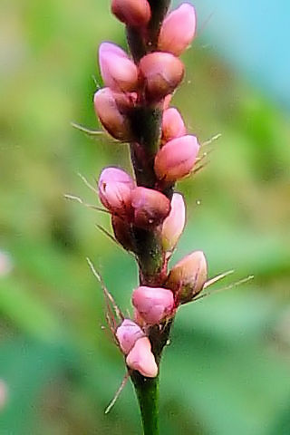 B イヌタデ 花姿 木津市 当尾の里  Photo by Kohyuh 2004/09/19 B イヌタデ 花姿 木津市 当尾の里  Photo by Kohyuh 2004/09/19