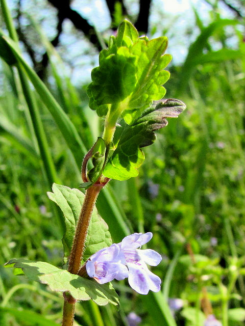 @ JLhIV@ԁEtEs@jR@s@2010/04/29@Photo by Kohyuh