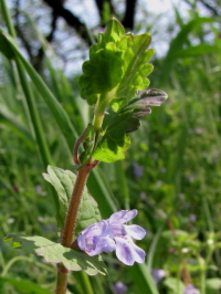 《カキドオシ》 写真はクリックで拡大する 《カキドオシ》 写真はクリックで拡大する