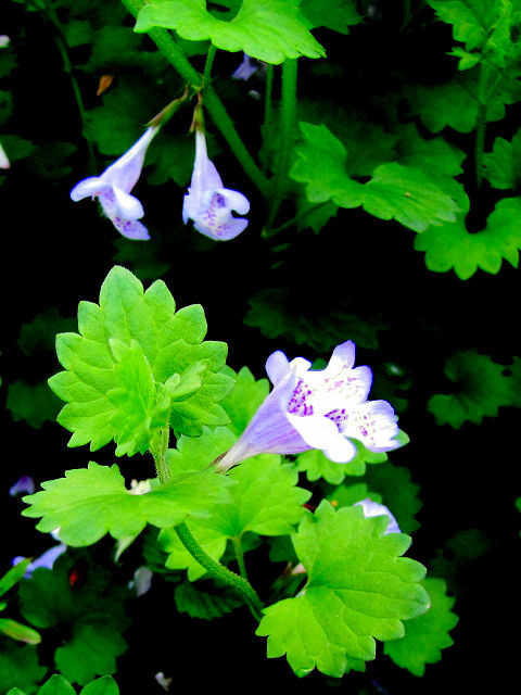 B JLhIV@ԁEtEs@jR@s@2010/04/29@Photo by Kohyuh