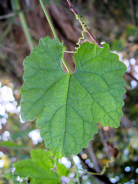 A JXE@tp@@s@w@2007/11/15@Photo by Kohyuh