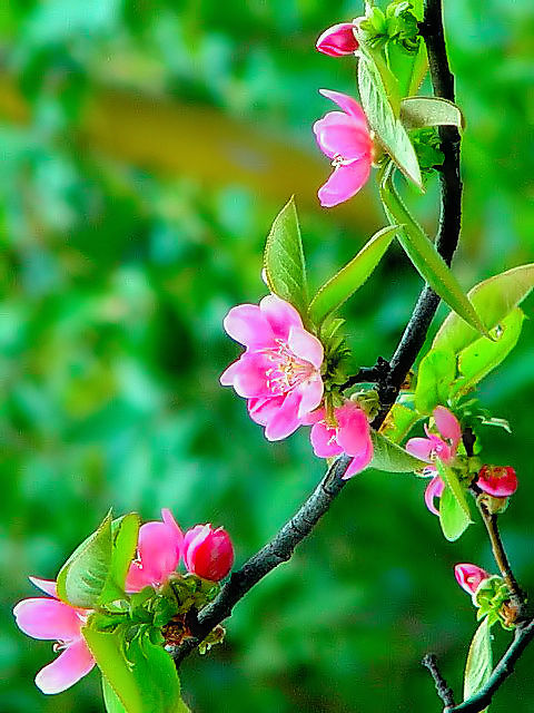 @  J@Ԏp@s@jR@@2010/04/11@Photo by Kohyuh