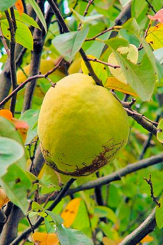 D J@p@s@jR@2007/11/09@Photo by Kohyuh