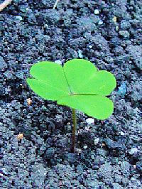 カタバミの就眠運動