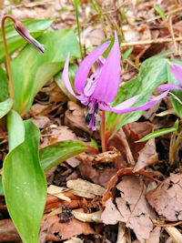 sJ^Nt@ʐ^̓NbNŊg傷