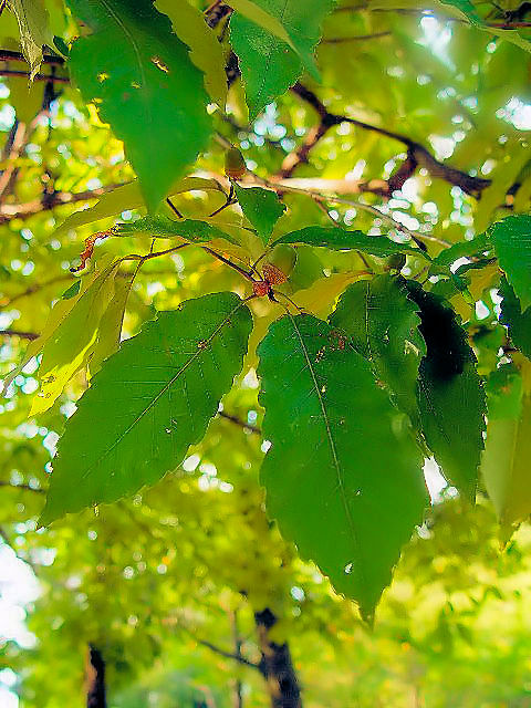 A コナラ 葉姿 八幡市 桜公園  2007/09/22 Photo by Kohyuh A コナラ 葉姿 八幡市 桜公園  2007/09/22 Photo by Kohyuh