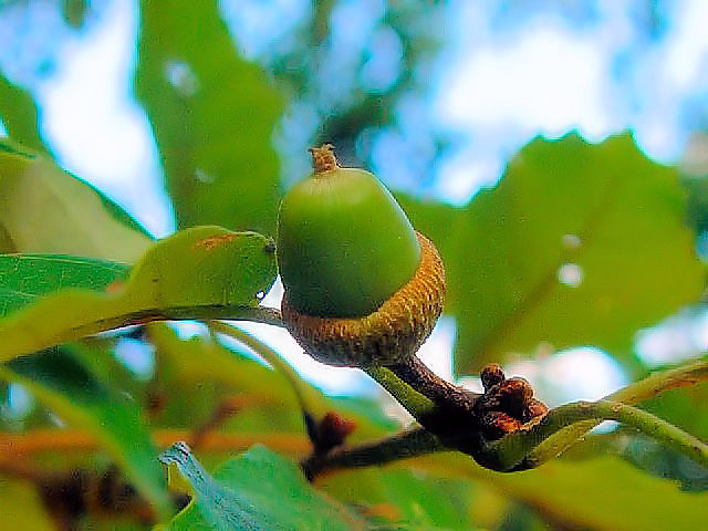 @ コナラ 実姿 八幡市 桜公園  2007/09/22 Photo by Kohyuh @ コナラ 実姿 八幡市 桜公園  2007/09/22 Photo by Kohyuh