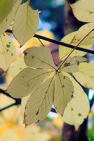 B RVAu@tp@ޗǎs@tRnс@@2007/11/29@Photo by Kohyuh