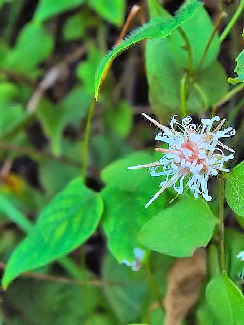 @ RE{EL@@ss@啶RΏ@2004/10/11@Photo by Kohyuh