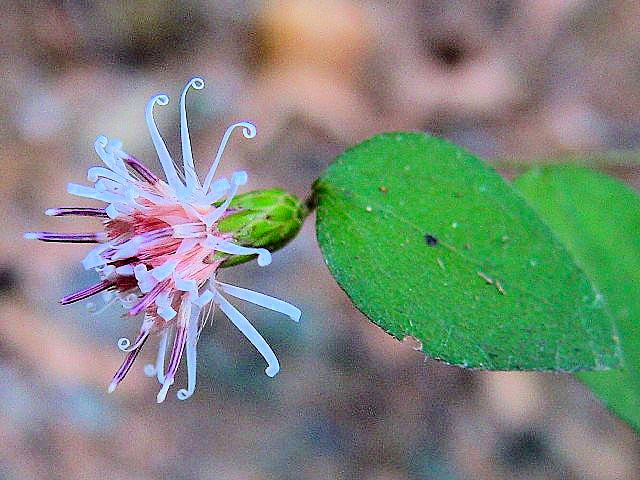 A RE{EL@@s{蒬@CR@2007/10/16@Photo by Kohyuh