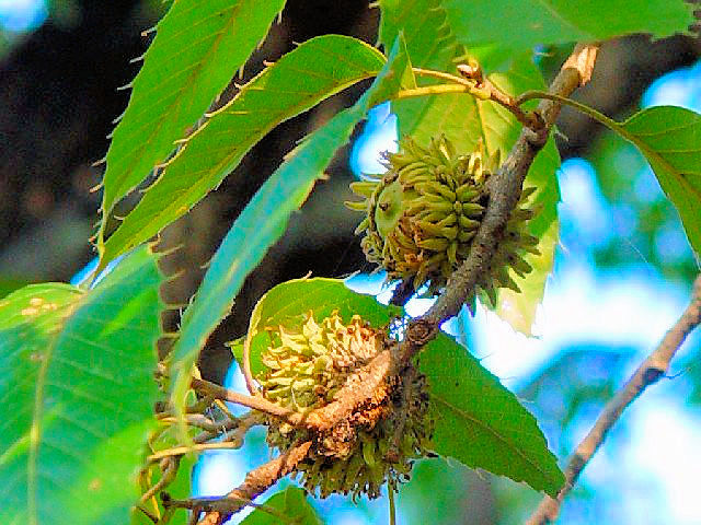 @ クヌギ 殻斗姿 八幡市 桜公園  2007/09/22 Photo by Kohyuh @ クヌギ 殻斗姿 八幡市 桜公園  2007/09/22 Photo by Kohyuh