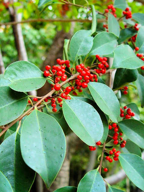 A NKl`@tp@s@Rcr@@2007/11/22@Photo by Kohyuh